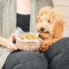 Nordic Ware Formed Puppy Love Treat Pan, 16 Cavities, Twilight Blue(Twilight Blue)